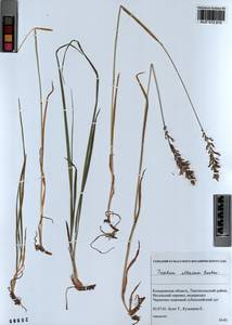 Trisetum altaicum Roshev., Siberia, Altai & Sayany Mountains (S2) (Russia)