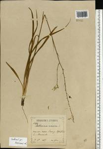 Anthericum ramosum L., Eastern Europe, Central region (E4) (Russia)