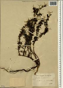 Sarcopoterium spinosum (L.) Spach, South Asia, South Asia (Asia outside ex-Soviet states and Mongolia) (ASIA) (Turkey)