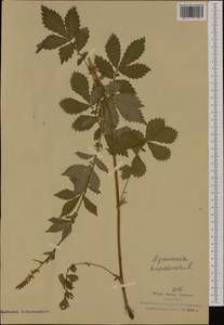 Agrimonia eupatoria subsp. grandis (Andrz. ex Asch. & Graebn.) Bornm., Western Europe (EUR) (Italy)