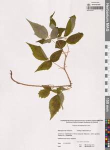 Rubus sachalinensis H.Lév., Siberia, Chukotka & Kamchatka (S7) (Russia)