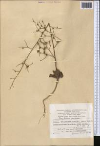 Scrophularia rosulata Stiefelh., Middle Asia, Kopet Dag, Badkhyz, Small & Great Balkhan (M1) (Turkmenistan)