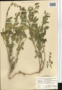 Cleome coluteoides Boiss., Middle Asia, Kopet Dag, Badkhyz, Small & Great Balkhan (M1) (Turkmenistan)