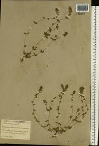 Veronica arvensis L., Eastern Europe, Belarus (E3a) (Belarus)