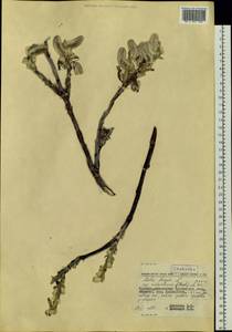 Salix richardsonii Hook., Siberia, Chukotka & Kamchatka (S7) (Russia)