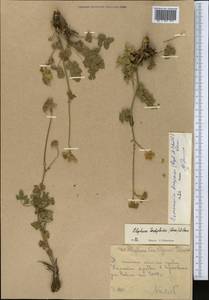 Semenovia dasycarpa (Regel & Schmalh.) Korovin ex Pimenov & V. N. Tikhom., Middle Asia, Western Tian Shan & Karatau (M3) (Uzbekistan)