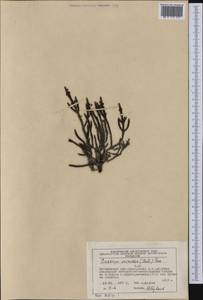 Cassiope ericoides (Pall.) D. Don, Siberia, Chukotka & Kamchatka (S7) (Russia)