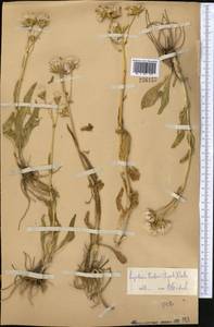 Ligularia pavlovii (Lipsch.) Cretz., Middle Asia, Western Tian Shan & Karatau (M3)