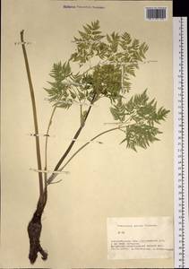 Anthriscus sylvestris subsp. sylvestris, Siberia, Western Siberia (S1) (Russia)