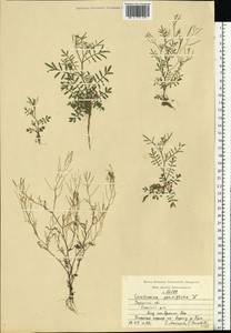 Cardamine parviflora L., Eastern Europe, Central region (E4) (Russia)