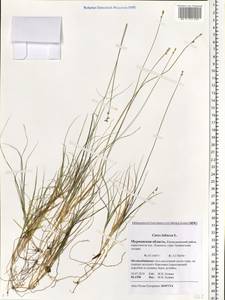 Carex loliacea L., Eastern Europe, Northern region (E1) (Russia)