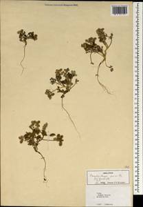 Daucus pumilus (L.) Hoffm. & Link, South Asia, South Asia (Asia outside ex-Soviet states and Mongolia) (ASIA) (Turkey)