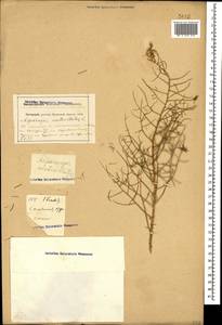 Asparagus verticillatus L., Caucasus, Krasnodar Krai & Adygea (K1a) (Russia)