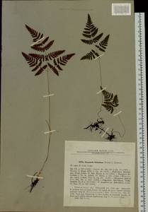 Gymnocarpium jessoense (Koidz.) Koidz., Siberia, Western Siberia (S1) (Russia)