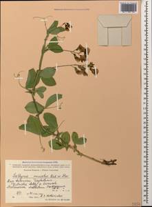 Lathyrus miniatus M.Bieb. ex Steven, Caucasus, Dagestan (K2) (Russia)