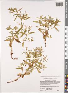 Koenigia ocreata (L.) T. M. Schust. & Reveal, Siberia, Western Siberia (S1) (Russia)