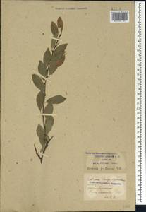Prunus fruticosa Pall., Caucasus, Krasnodar Krai & Adygea (K1a) (Russia)