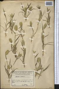 Eremopyrum bonaepartis (Spreng.) Nevski, Middle Asia, Syr-Darian deserts & Kyzylkum (M7) (Kazakhstan)