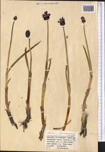Allium atrosanguineum Schrenk, Middle Asia, Northern & Central Tian Shan (M4) (Kyrgyzstan)