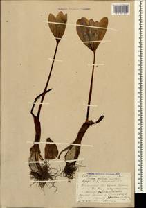 Colchicum speciosum Steven, Caucasus, Azerbaijan (K6) (Azerbaijan)