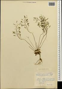 Draba hispida Willd., Caucasus, Krasnodar Krai & Adygea (K1a) (Russia)