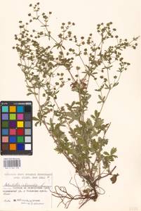 Potentilla intermedia L., Eastern Europe, Moscow region (E4a) (Russia)