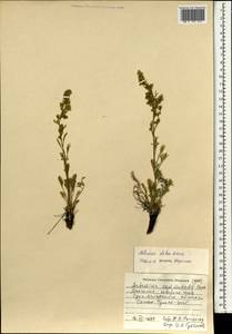 Artemisia dolosa Krasch., Mongolia (MONG) (Mongolia)