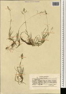 Poa supina Schrad., South Asia, South Asia (Asia outside ex-Soviet states and Mongolia) (ASIA) (Afghanistan)
