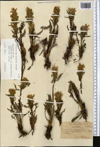Pedicularis songarica Schrenk ex Fisch. & C.A. Mey., Middle Asia, Northern & Central Tian Shan (M4) (Kazakhstan)