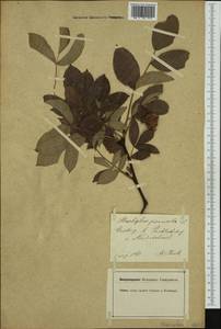 Staphylea pinnata L., Western Europe (EUR) (Austria)