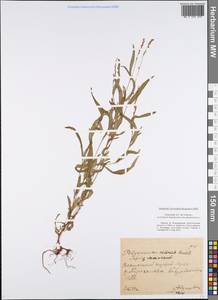 Persicaria minor (Huds.) Opiz, Eastern Europe, Central region (E4) (Russia)