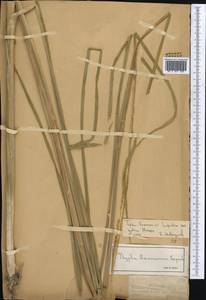 Typha laxmannii Lepech., Middle Asia, Dzungarian Alatau & Tarbagatai (M5) (Kazakhstan)