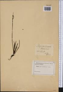 Sisyrinchium bermudiana L., Botanic gardens and arboreta (GARD) (Russia)