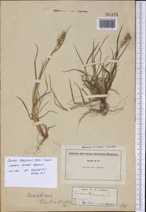 Cenchrus tribuloides L., America (AMER) (United States)