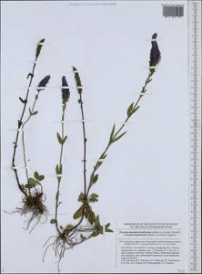 Veronica spicata subsp. bashkiriensis Klokov ex Tzvelev, Eastern Europe, Middle Volga region (E8) (Russia)