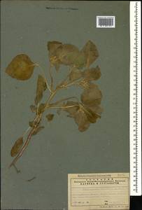 Chrozophora tinctoria (L.) A.Juss., Caucasus, Azerbaijan (K6) (Azerbaijan)