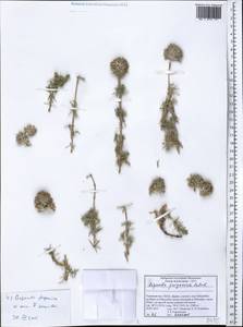 Asperula glomerata subsp. pamirica (Pobed.) Ehrend. & Schönb.-Tem., Middle Asia, Pamir & Pamiro-Alai (M2) (Tajikistan)