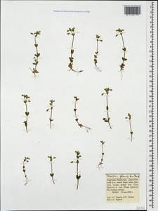 Cerastium glomeratum Thuill., Caucasus, Stavropol Krai, Karachay-Cherkessia & Kabardino-Balkaria (K1b) (Russia)