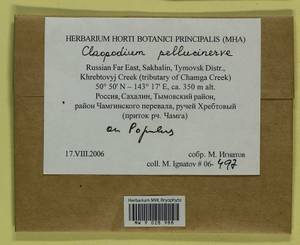 Claopodium pellucinerve (Mitt.) Best, Bryophytes, Bryophytes - Russian Far East (excl. Chukotka & Kamchatka) (B20) (Russia)
