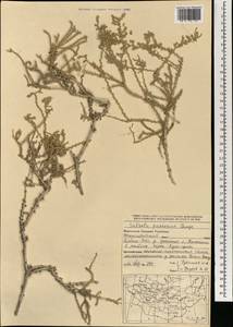 Caroxylon passerinum (Bunge) Akhani & Roalson, Mongolia (MONG) (Mongolia)