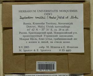 Leptodon smithii (Dicks. ex Hedw.) F. Weber & D. Mohr, Bryophytes, Bryophytes - North Caucasus & Ciscaucasia (B12) (Russia)