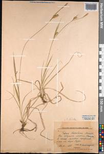 Carex diluta M.Bieb., Middle Asia, Northern & Central Kazakhstan (M10) (Kazakhstan)