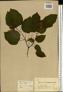 Acer tataricum L., Eastern Europe, Middle Volga region (E8) (Russia)