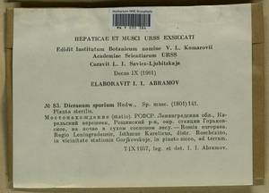Dicranum spurium Hedw., Bryophytes, Bryophytes - Karelia, Leningrad & Murmansk Oblasts (B4) (Russia)