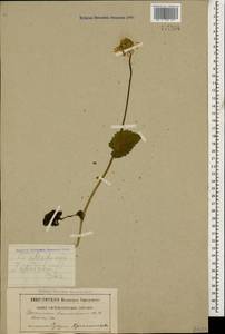 Doronicum orientale Hoffm., Caucasus, Abkhazia (K4a) (Abkhazia)