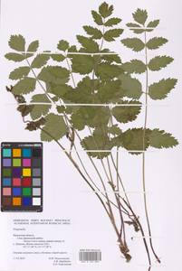 Pimpinella, Eastern Europe, Central region (E4) (Russia)