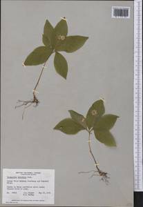 Lysimachia latifolia (Hook.) Cholewa, America (AMER) (Canada)