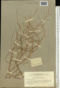 Corispermum nitidum Kit. ex Schult., Eastern Europe, South Ukrainian region (E12) (Ukraine)