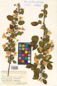 Malus sylvestris Mill., Eastern Europe, Lower Volga region (E9) (Russia)