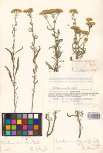 Achillea ×submicrantha Tzvelev, Eastern Europe, Lower Volga region (E9) (Russia)